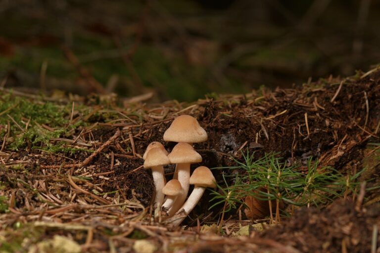 Cultiver le champignon Pied Bleu à la maison : un guide pour les débutants